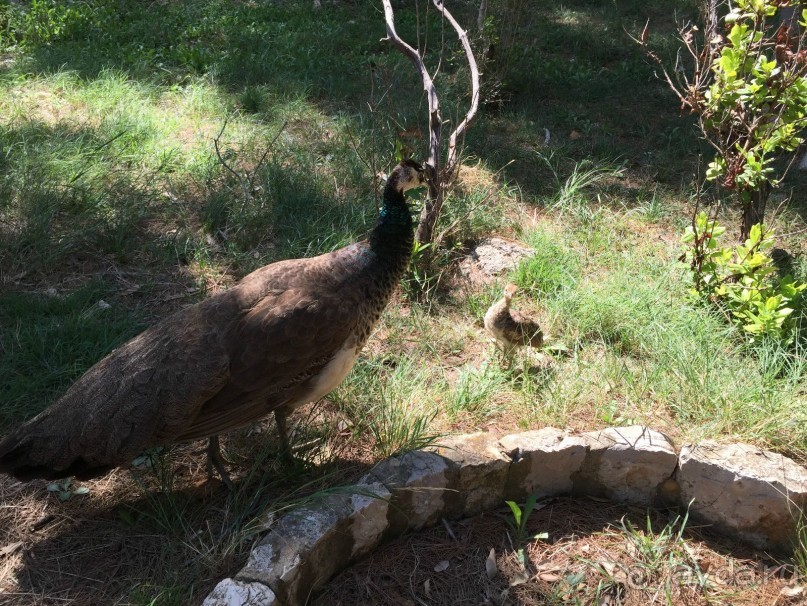 Что можно рассказать про необитаемый остров Локрум