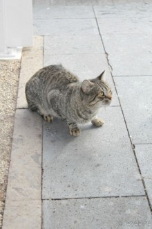 BASÍLICA NUESTRA SEÑORA DE CANDELARIA