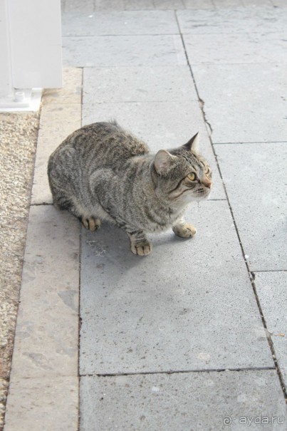 BASÍLICA NUESTRA SEÑORA DE CANDELARIA
