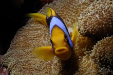 Трое в "Микре" не считая собаки (Коралловый риф)