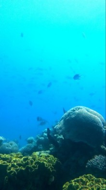 Трое в "Микре" не считая собаки (Коралловый риф)