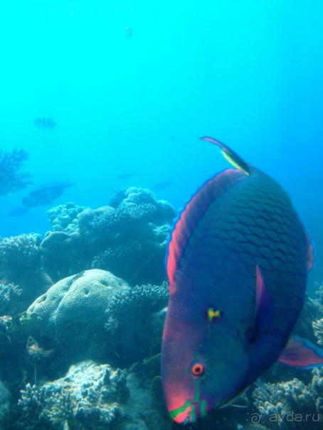 Трое в "Микре" не считая собаки (Коралловый риф)