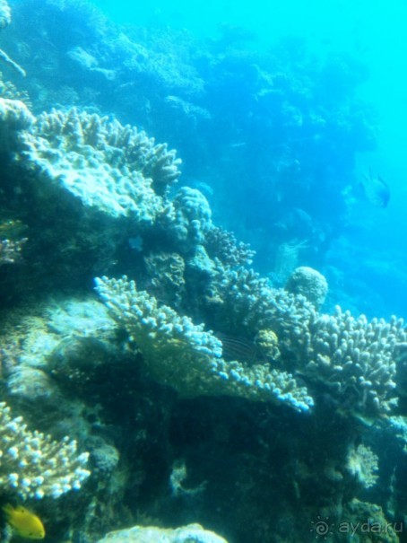 Трое в "Микре" не считая собаки (Коралловый риф)