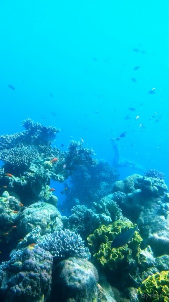 Трое в "Микре" не считая собаки (Коралловый риф)