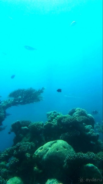 Трое в "Микре" не считая собаки (Коралловый риф)