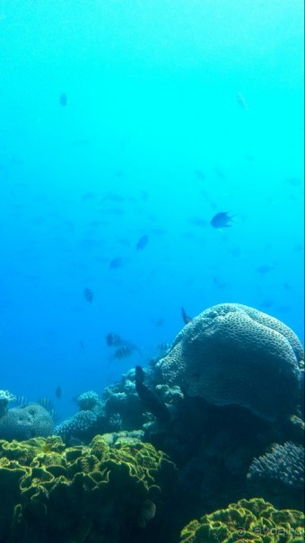 Трое в "Микре" не считая собаки (Коралловый риф)