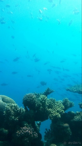 Трое в "Микре" не считая собаки (Коралловый риф)