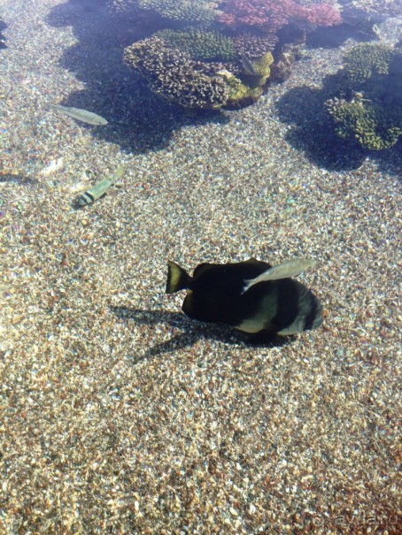 Трое в "Микре" не считая собаки (Коралловый риф)