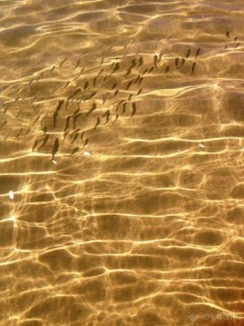 Рыбнапя "мелочь"