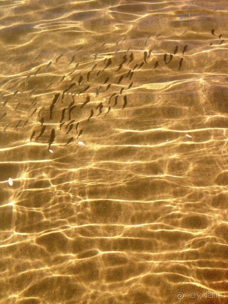 Рыбнапя "мелочь"