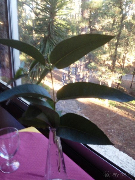 Тенерифе. Леса Эсперанса