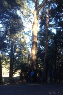 Тенерифе. Леса Эсперанса