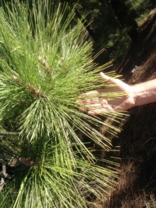 Тенерифе. Леса Эсперанса