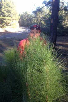 Тенерифе. Леса Эсперанса