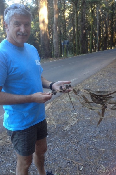 Тенерифе. Леса Эсперанса