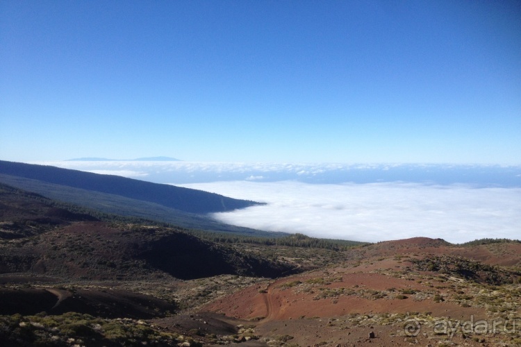 Тенерифе. Леса Эсперанса