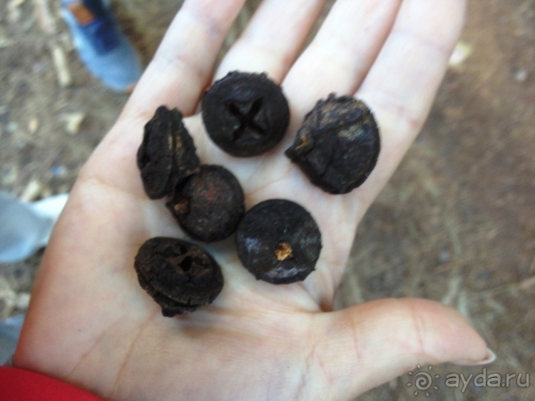 Тенерифе. Леса Эсперанса