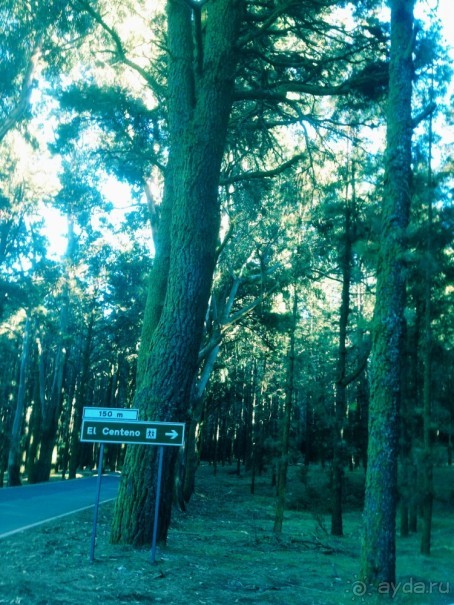 Тенерифе. Леса Эсперанса