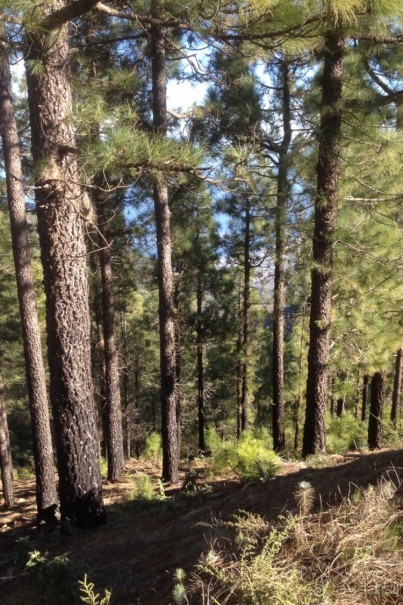 Тенерифе. Леса Эсперанса