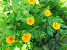 Тенерифе. Сантьяго дель Тейде