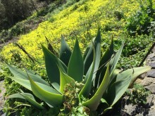 Тенерифе. Сантьяго дель Тейде