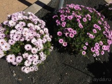 Тенерифе. Сантьяго дель Тейде