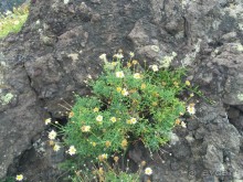 Тенерифе. Горачико. Памятник Эмигранту