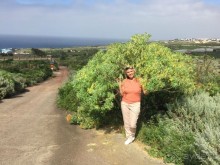 Тенерифе. Горачико. Памятник Эмигранту