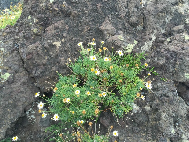 Тенерифе. Горачико. Памятник Эмигранту