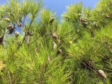 Млины. Что это?