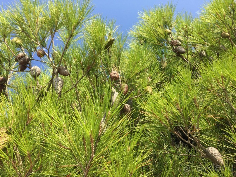 Млины. Что это?