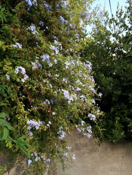 Млины. Что это?