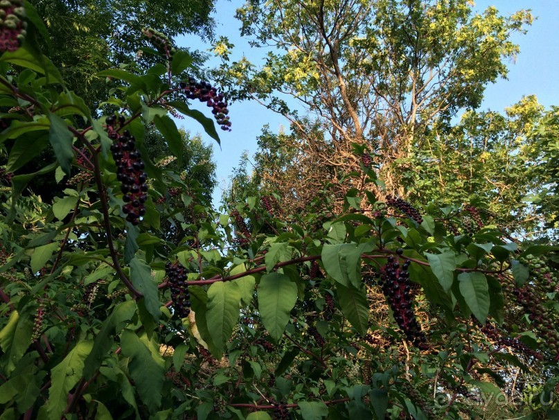 Млины. Что это?