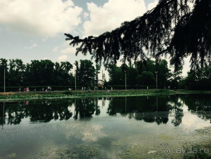 Лотосы. Дальний Восток. Амурская область