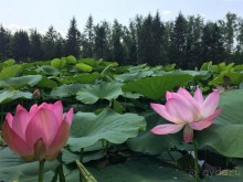 Лотосы. Дальний Восток. Амурская область