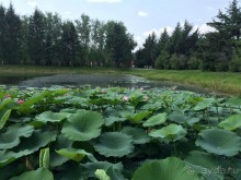 Лотосы. Дальний Восток. Амурская область