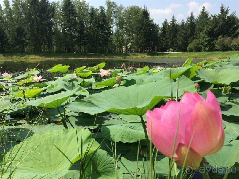 Лотосы. Дальний Восток. Амурская область