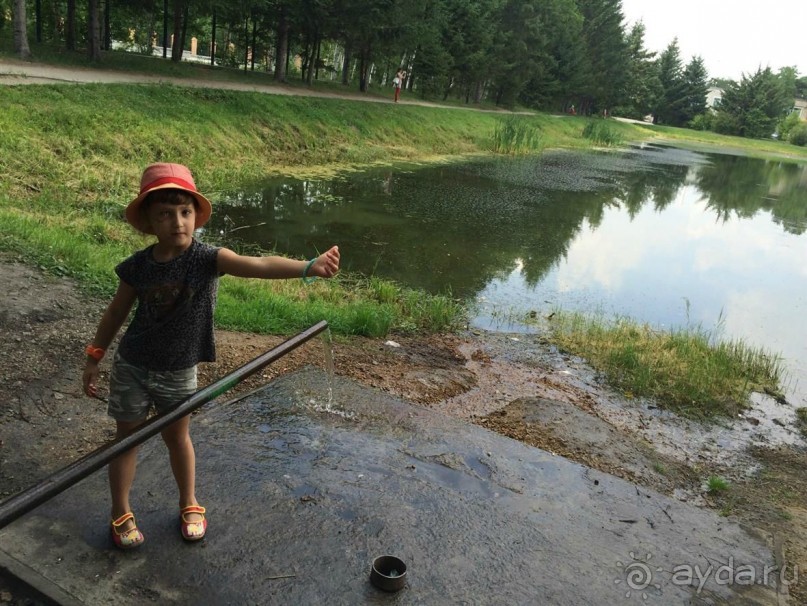 Лотосы. Дальний Восток. Амурская область