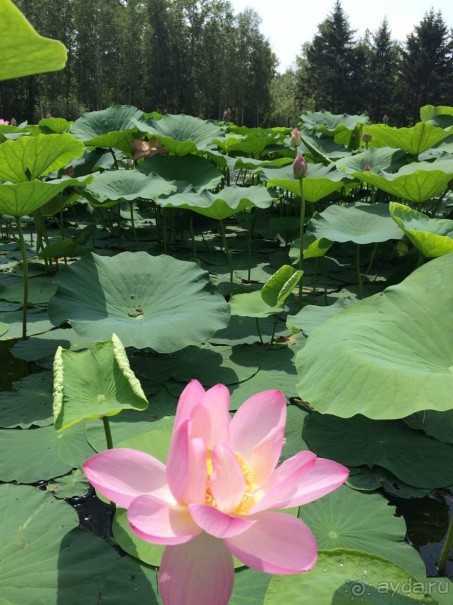Лотосы. Дальний Восток. Амурская область