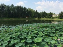 Лотосы. Дальний Восток. Амурская область