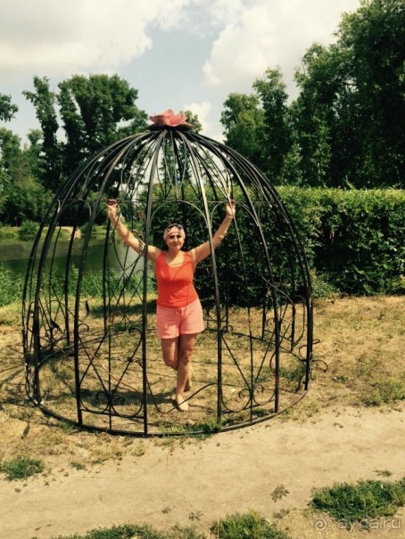 Лотосы. Дальний Восток. Амурская область