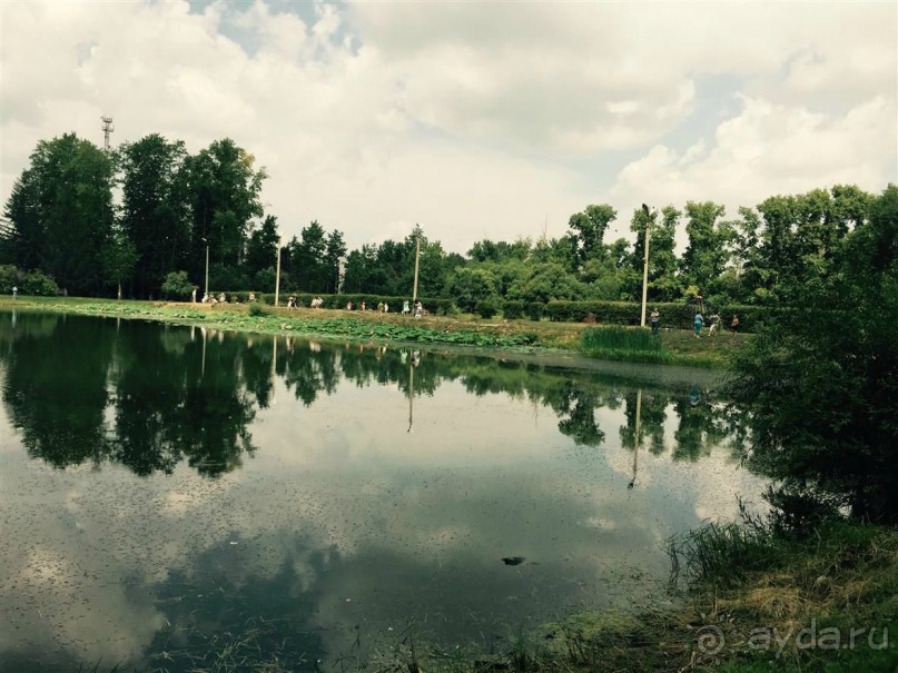 Лотосы. Дальний Восток. Амурская область