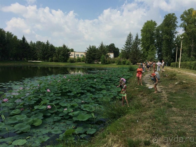 Лотосы. Дальний Восток. Амурская область