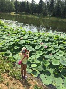 Лотосы. Дальний Восток. Амурская область