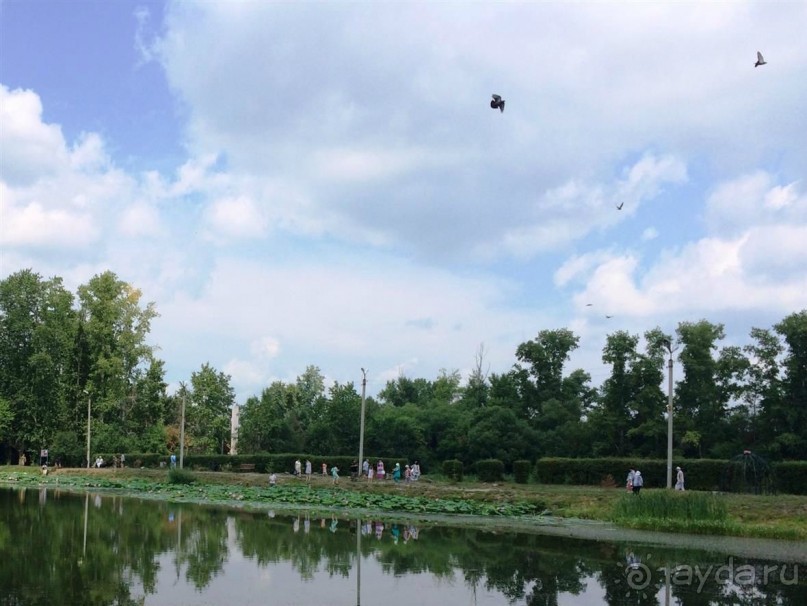 Лотосы. Дальний Восток. Амурская область