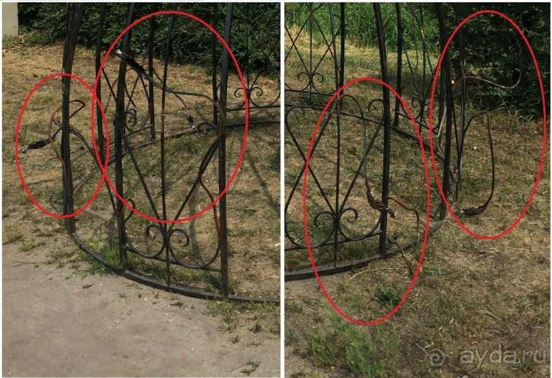 Лотосы. Дальний Восток. Амурская область