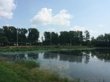 Лотосы. Дальний Восток. Амурская область