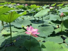 Лотосы. Дальний Восток. Амурская область