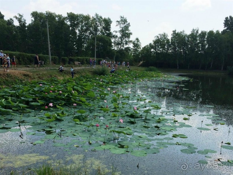 Лотосы. Дальний Восток. Амурская область