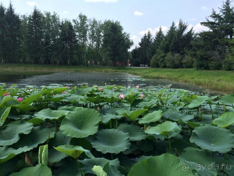 Лотосы. Дальний Восток. Амурская область